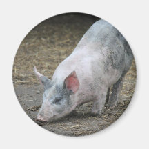 Cerdo del animal del campo imán de frigorífico