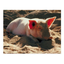 Cerdo en el Sun Tarjetas Postales