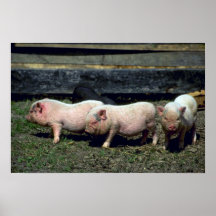 Cerdos de la barriga poster
