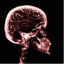 CEREBRO DEL CRÁNEO DE LA RADIOGRAFÍA - ROJO ESCULTURA FOTOGRAFICA