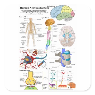 diagrama del cerebro