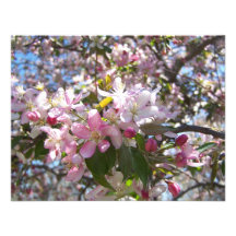 Cerezo en la floración anuncios  