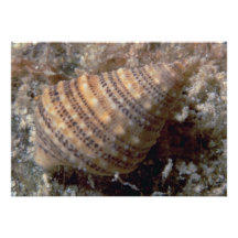 Cerith rechoncho (literatum) de Cerithium Shell Comunicado