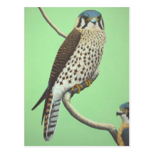 Cernícalo americano tarjetas postales