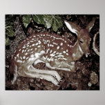 Cervatillo del bosque de Arkansas Poster