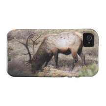 Cervus Canadensis del Wapiti de los alces Case-Mate iPhone 4 Funda