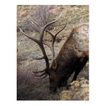 Cervus Canadensis del Wapiti de los alces Tarjeta Postal
