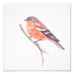 Chaffinch Arte Fotográfico