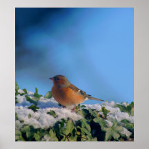 Chaffinch de la hiedra poster
