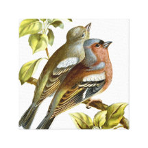 Chaffinch Impresiones En Lona Estiradas