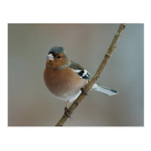 Chaffinch - postal