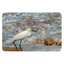 Chapoteo del Egret y de la onda Imán