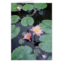 Charca de Lotus Felicitaciones