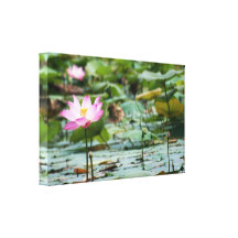 Charca de Lotus Lienzo Envuelto Para Galerías