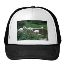 Charca del flamenco gorros  