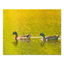 Charca del oro fotografias
