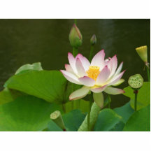 Charcas de las flores de Lotus Esculturas Fotograficas