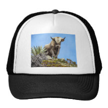 Charolais Bull Gorras