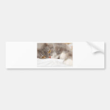 Chat.jpg Etiqueta De Parachoque