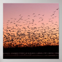 CheerySunset Posters