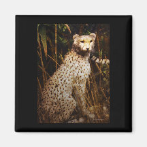 Cheeta Imanes De Nevera