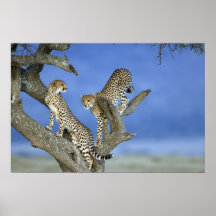 Cheetah Brothers Impresiones