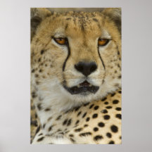 Cheetah Portrait Poster