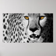Cheetah Poster