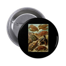 Chelonia de Ernst Haeckel Pins