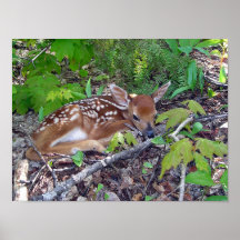 Chevreuil de Bambi le bébé Poster
