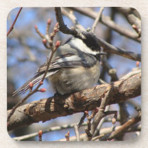 Chickadee capsulado negro posavasos