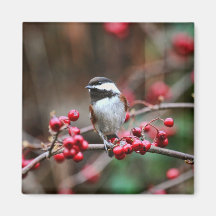 Chickadee en rama con las bayas rojas imanes  