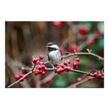 Chickadee en rama con las bayas rojas impresiones fotograficas