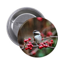 Chickadee en rama con las bayas rojas pins