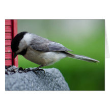 Chickadee Felicitaciones