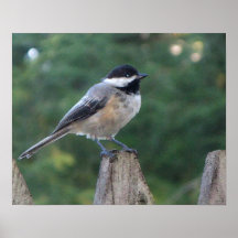 Chickadee negro del casquillo posters