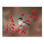 CHICKADEE y BAYAS ROJAS de SHARON SHARPE Postal