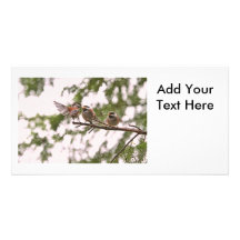 Chickadees del bebé y pájaro de la madre tarjeta con foto personalizada