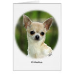 Chihuahua 9P93D-123 Felicitaciones