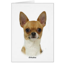 Chihuahua 9W092D-032 Felicitaciones