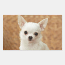 Chihuahua blanca etiquetas  