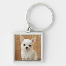 Chihuahua blanca llaveros