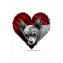 Chihuahua con el corazón tarjeta postal