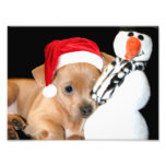 Chihuahua del navidad fotografia