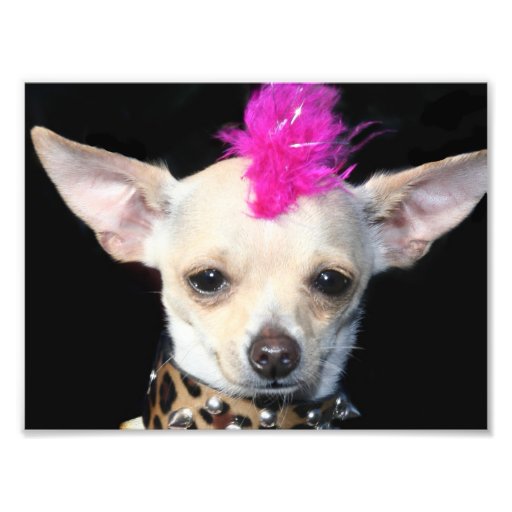 Chihuahua del punk rock impresion fotografica