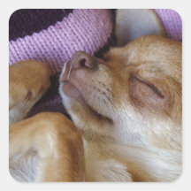 Chihuahua el dormir pegatina cuadradas personalizadas