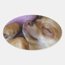 Chihuahua el dormir pegatinas  