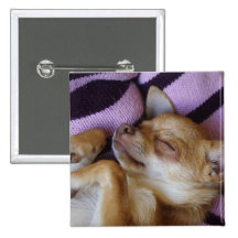 Chihuahua el dormir pin
