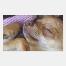 Chihuahua el dormir rectangular pegatinas