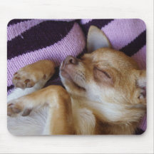 Chihuahua el dormir tapete de raton